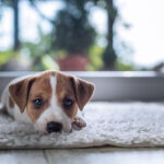 7 Carpet Cleaning Tips For Pet Owners