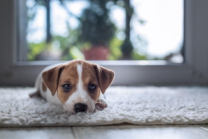 7 Carpet Cleaning Tips For Pet Owners